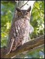 _5SB2085 great-horned owl